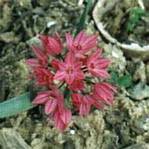 Mountain Bell