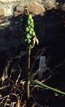 Arum Italicum