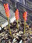 Arum Italicum