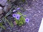 Windflower