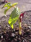 speciosum