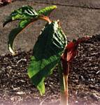 speciosum
