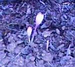 Colchicum