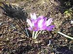 Colchicum