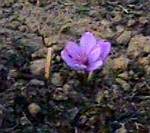 Colchicum