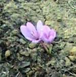 Colchicum