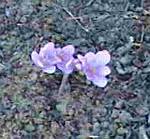 Colchicum