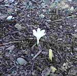 Colchicum