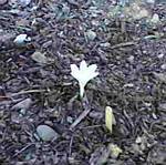 Colchicum