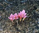 Colchicum