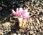 Colchicum