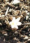 Colchicum