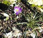 Autumn Crocus