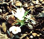 Autumn Crocus