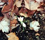 Autumn Crocus