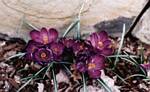 Crocus