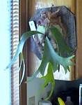 Staghorn Fern