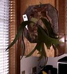 Staghorn Fern