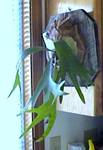 Staghorn Fern