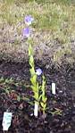 Balloon Flower