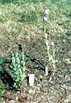 Balloon Flower