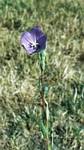 Balloon Flower