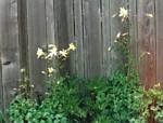 Columbine