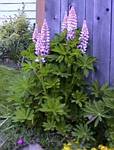 Lupine