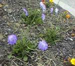 Scabiosa