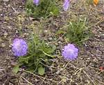 Scabiosa