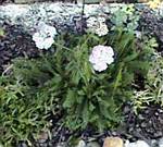 Yarrow