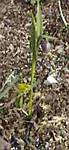 Frit. Assyriaca