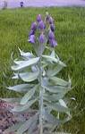 Frit. Persica
