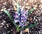 Hyacinthus