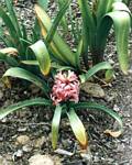 Hyacinthus