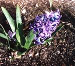 Hyacinthus