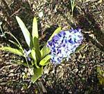 Hyacinthus