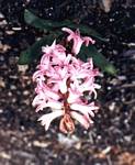 Hyacinthus