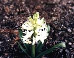 Hyacinthus