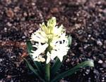 Hyacinthus