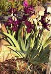 Bearded Iris