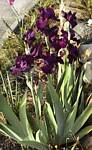 Bearded Iris