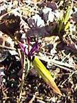 Dwarf Iris