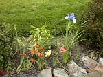 Dutch Iris