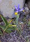 Dwarf Iris