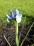 Dutch Iris