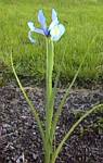 Dutch Iris