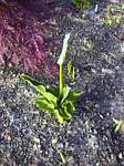 Zantedeschia aethiopica