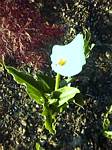 Zantedeschia aethiopica