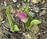 Zantedeschia aethiopica